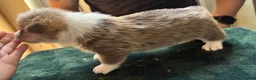 Welsh Corgi Pembroke dogs for sale: Welsh corgi (Pembroke) puppies - Advert 27