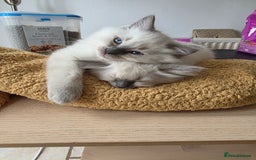 Ragdoll cats for sale: Bluepoint Ragdoll kittens due August 2025!  - Image 2