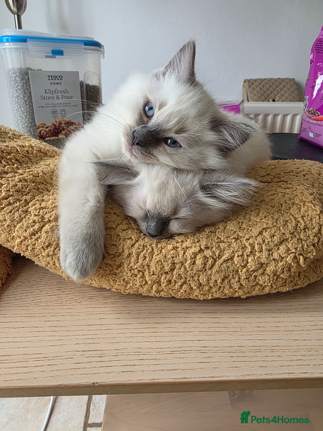 Ragdoll cats for sale: Bluepoint Ragdoll kittens due August 2025!  - Image 2