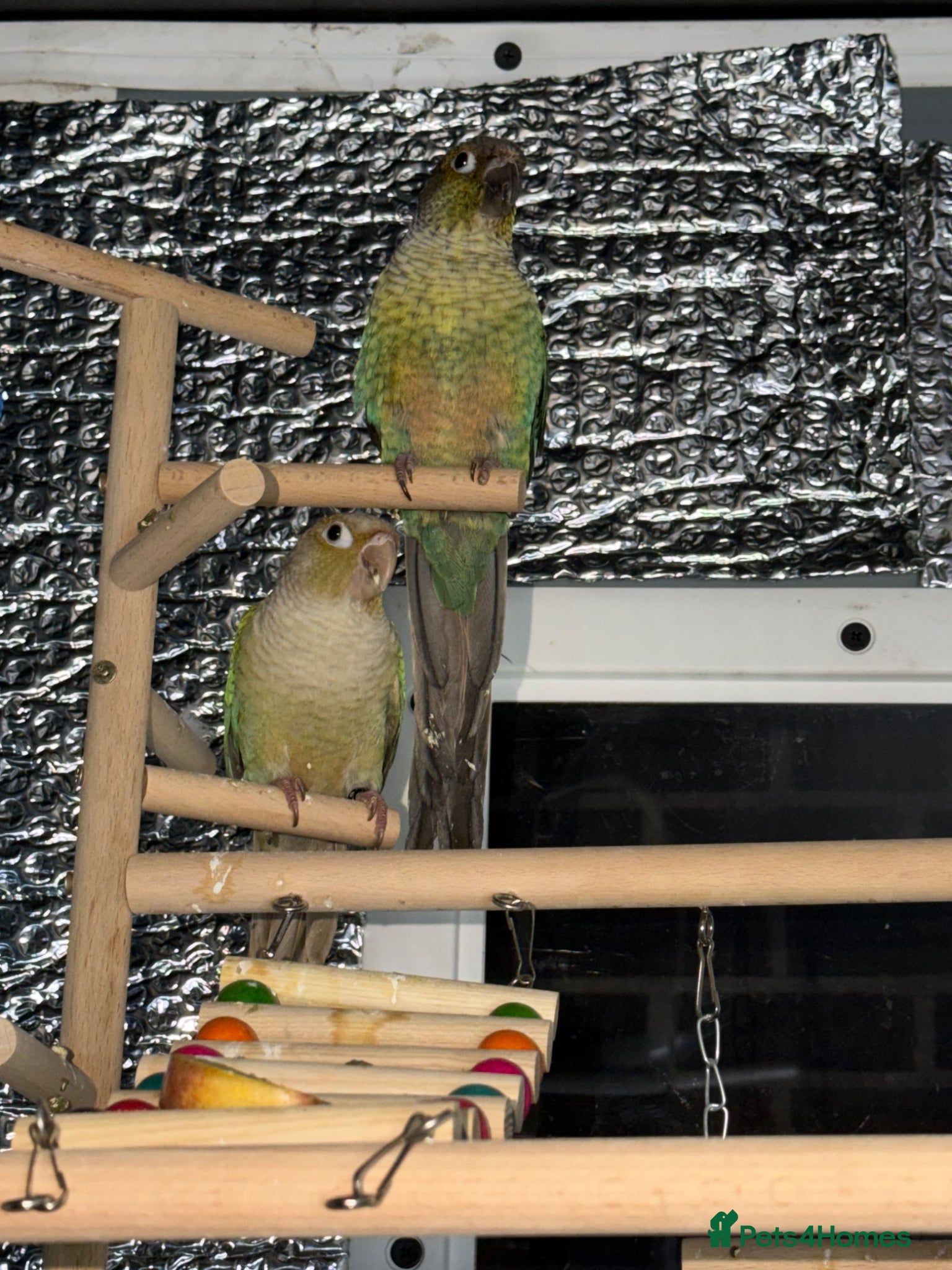 Conures birds Breeding pair of conures  - Advert 1