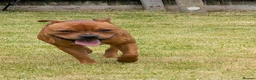 Staffordshire Bull Terrier dogs for stud: Health tested Staffordshire bull terrier studs  - Advert 7