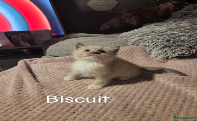 Ragdoll cats - Advert 3