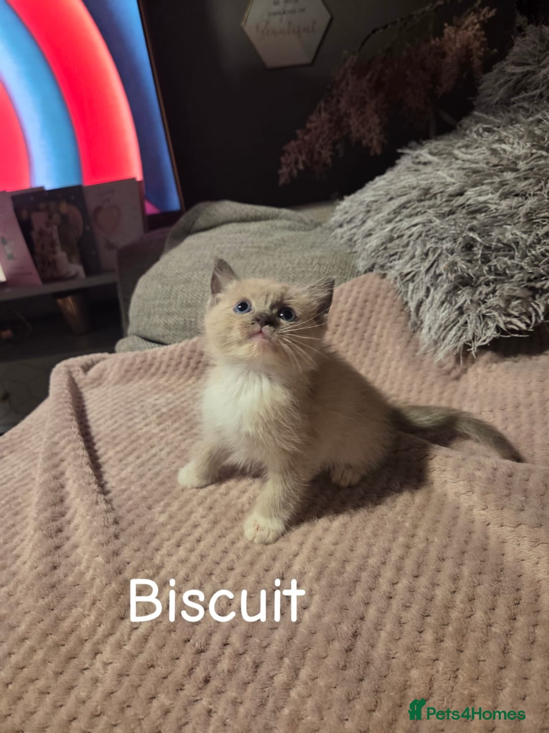 Ragdoll cats for sale: Beautiful Ragdoll Kittens - Image 1