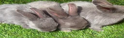Mixed Breed rabbits for sale: Gorgeous grey bunnies  - Advert 5