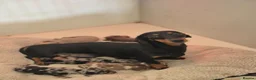 Miniature Dachshund dogs for sale: Miniature Dachshund Puppies - Advert 13