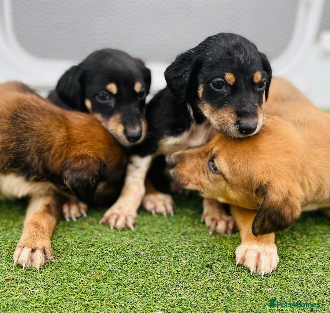 Greyhound dogs for sale: Saluki Greyhound pups  in Wakefield - Advert 4