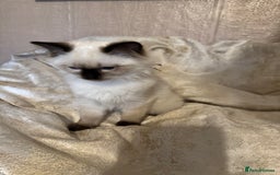 Ragdoll cats for sale: Full Ragdoll kittens  - Image 13