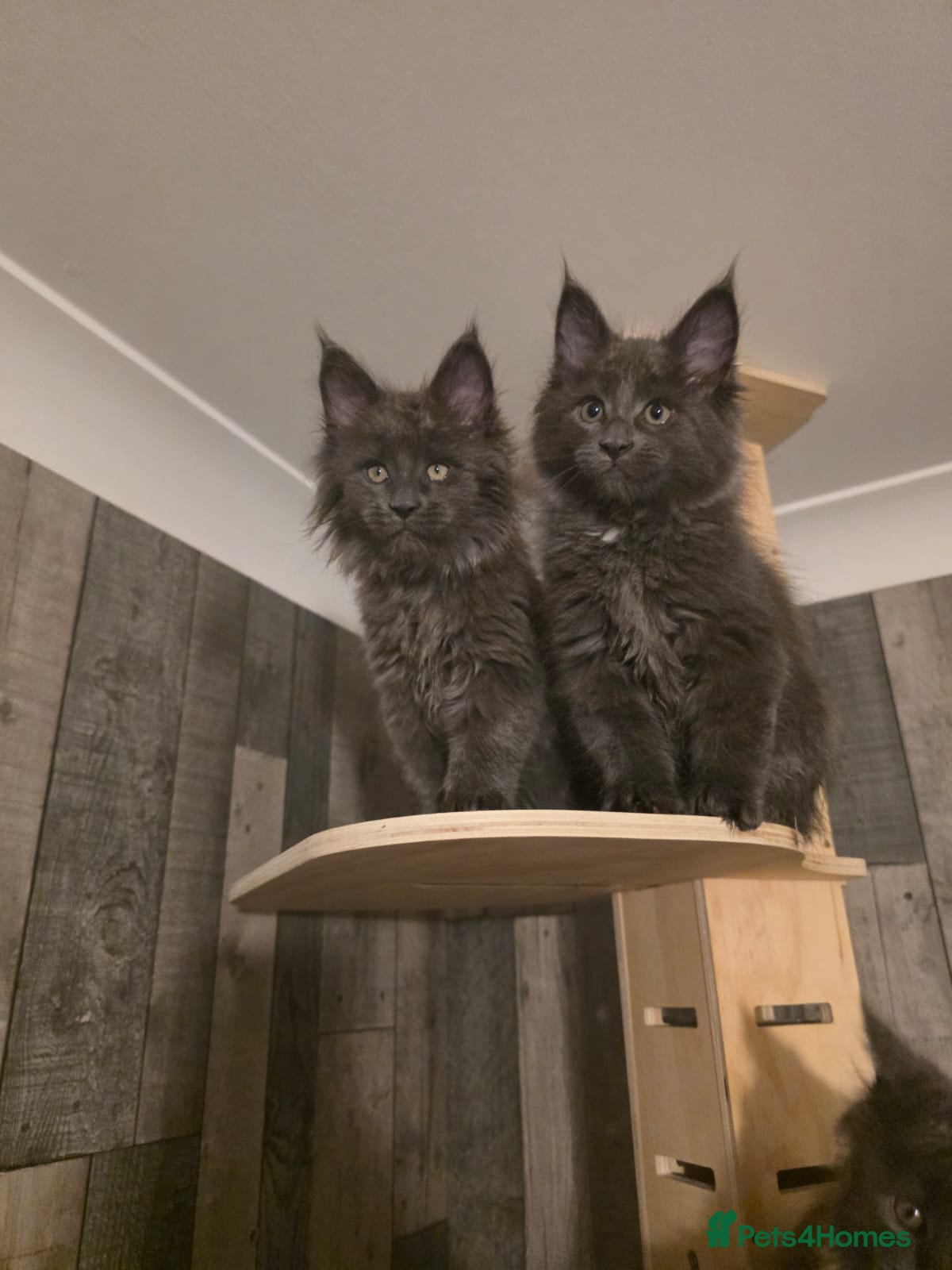 Maine Coon cats MAINE COON 2 boys left - Advert 1