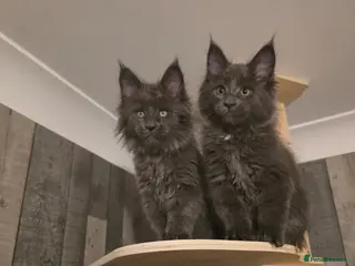 Maine Coon cats MAINE COON 2 boys left - Advert 1