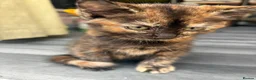 Mixed Breed cats for sale: Adorable Kittens Looking for Loving Homes!  - Advert 17