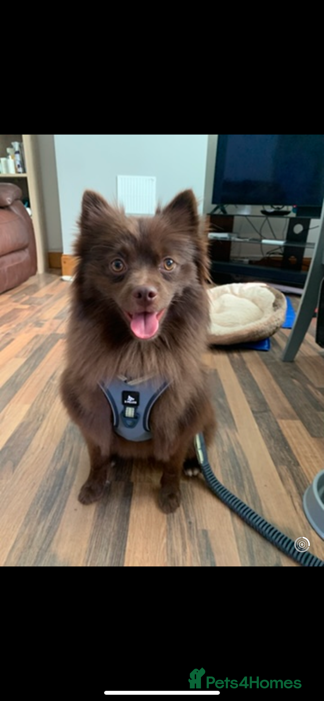 German Spitz dogs for stud: Bear is a german spitz  - Advert 3