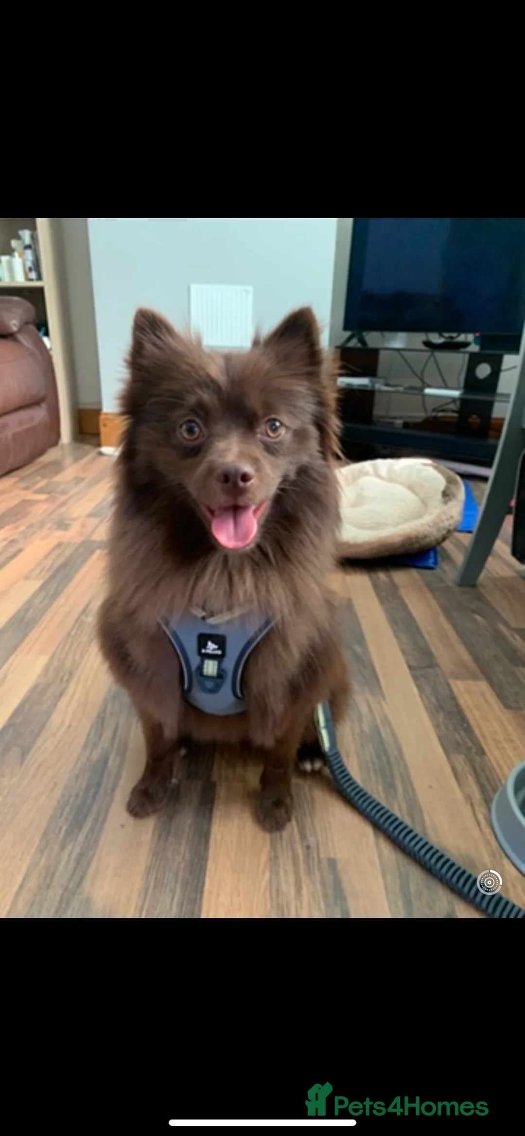 German Spitz dogs for stud: Bear is a german spitz  - Advert 3