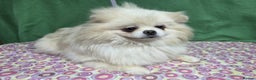 Pomeranian dogs for adoption: PETAL – Pomeranian (Female) - Advert 2