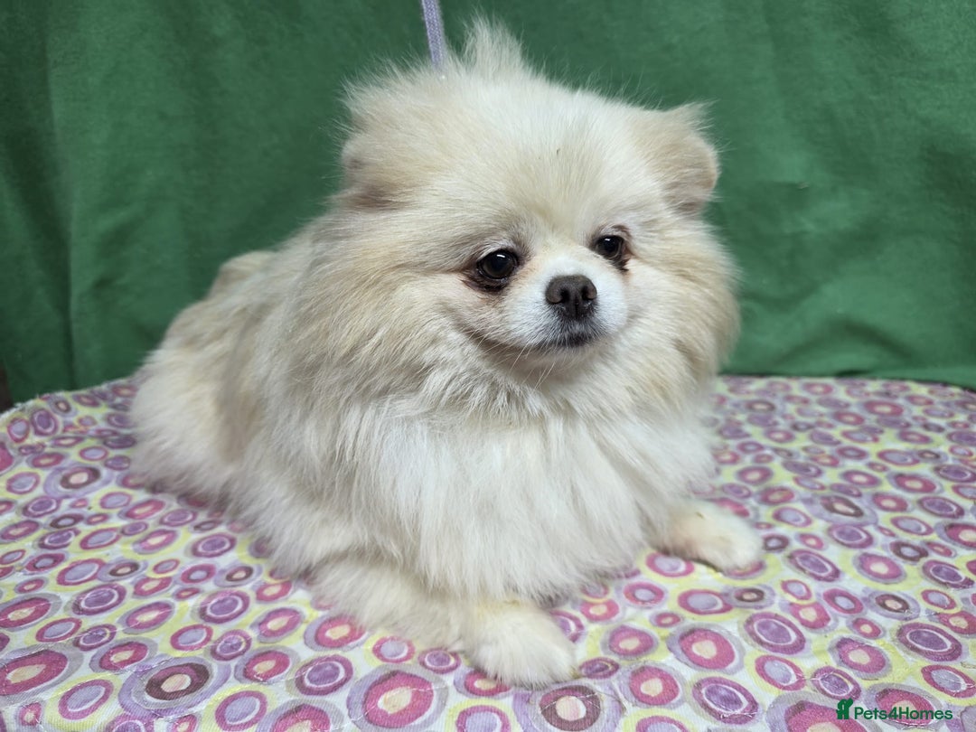 Pomeranian dogs for adoption: PETAL – Pomeranian (Female) - Advert 2