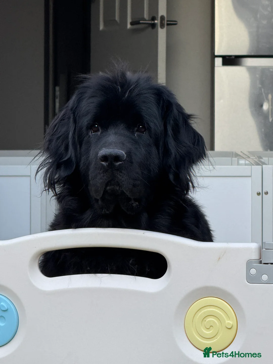 Newfoundland dogs for sale: Newfoundland puppies  - Advert 10