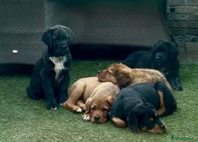 Mixed Breed dogs Central Asian Shepard x Rottweiler Puppies - Advert 1