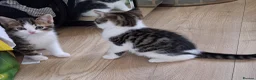 British Shorthair cats for sale: British Shorthair kittens - Advert 3