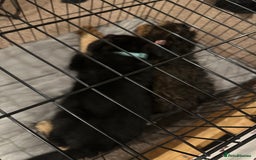 German Shepherd dogs for sale: Kenobi - 6 month old Male German Shepherd - Image 20