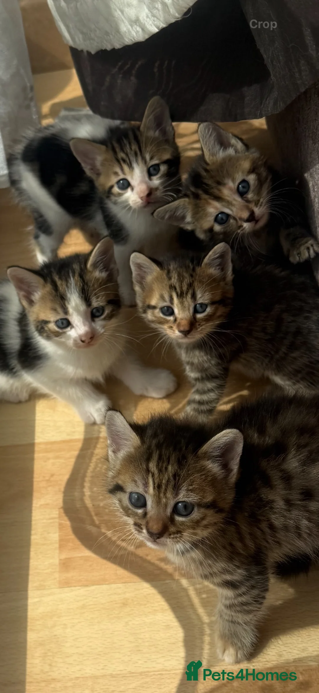 Mixed Breed cats for sale: Beautiful kittens looking for their forever home  in Melksham - Advert 2