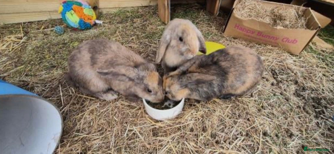 Mixed Breed rabbits 3 male rabbits (Brothers) - Advert 18