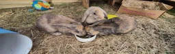 Mixed Breed rabbits for sale: 3 male rabbits and full set up  in Bristol - Advert 3