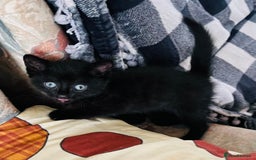 Domestic Shorthair cats for sale: 2 Domestic Shorthair Male - Image 5