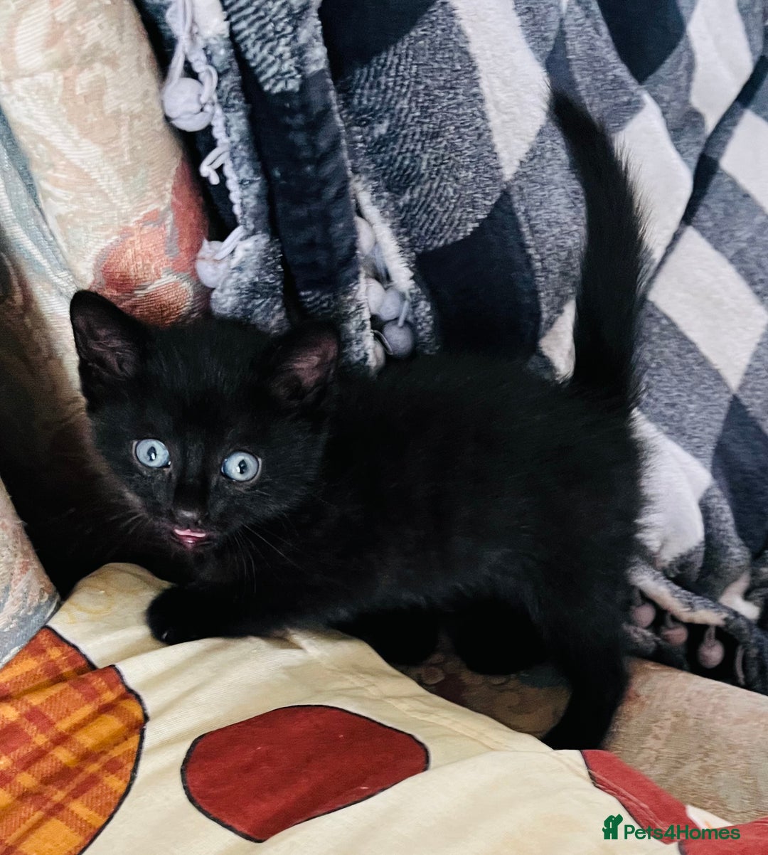 Domestic Shorthair cats for sale: 2 Domestic Shorthair Male - Image 5