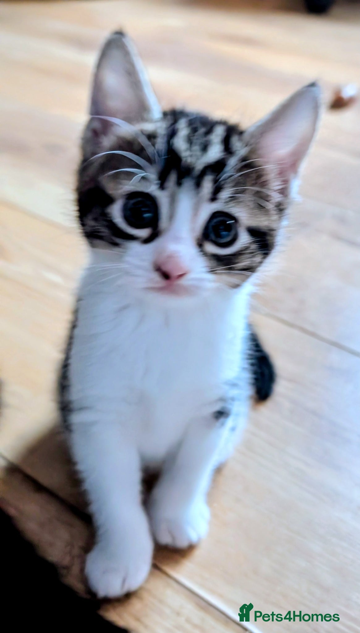 Mixed Breed cats Kittens looking for a  loving home! - Advert 1