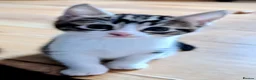 Mixed Breed cats for sale: Kittens looking for a  loving home! - Advert 5