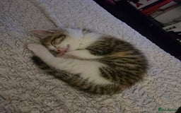 British Shorthair cats for sale: 🐱Four  Sisters Looking for Their Forever Homes!  - Image 10