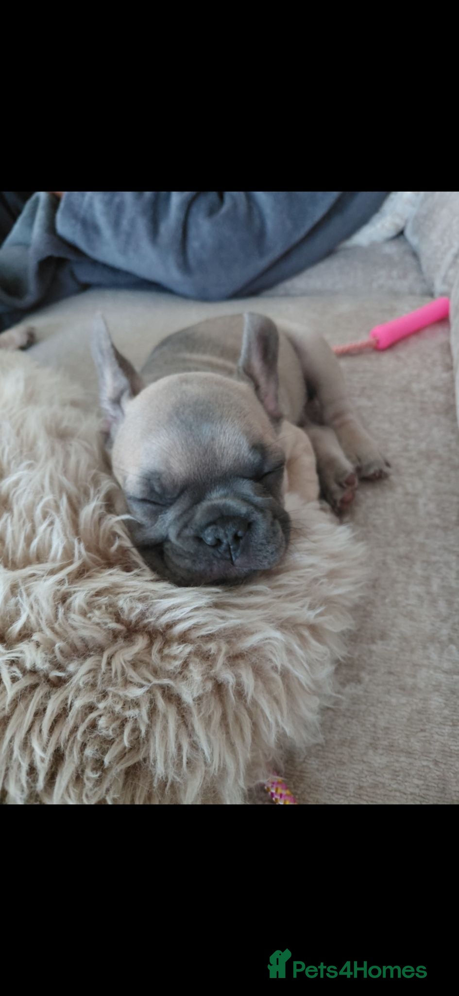 French Bulldog dogs Stunning boy kc pedigree puppy - Advert 1