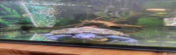Terrapin reptiles for sale: Carolina diamondback terrapin (male) 1yr old in Coalville - Advert 2