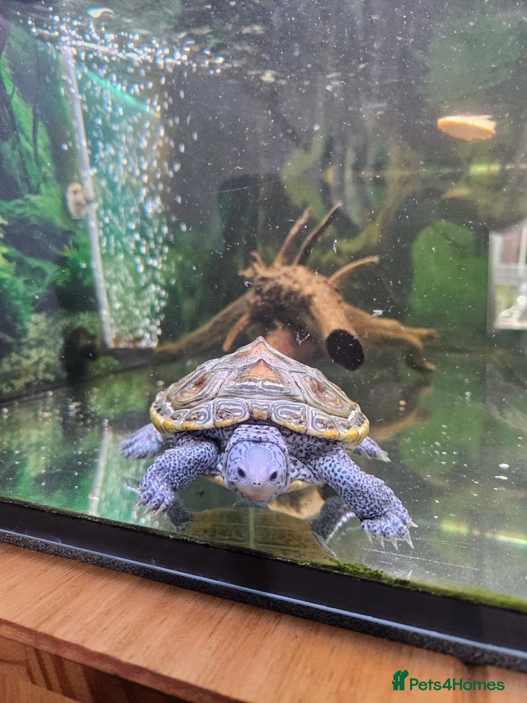 Terrapin reptiles for sale: Carolina diamondback terrapin (male) 1yr old in Coalville - Advert 2
