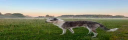 Lurcher dogs for sale: Fluffy Lurcher puppies available Sept - Advert 6