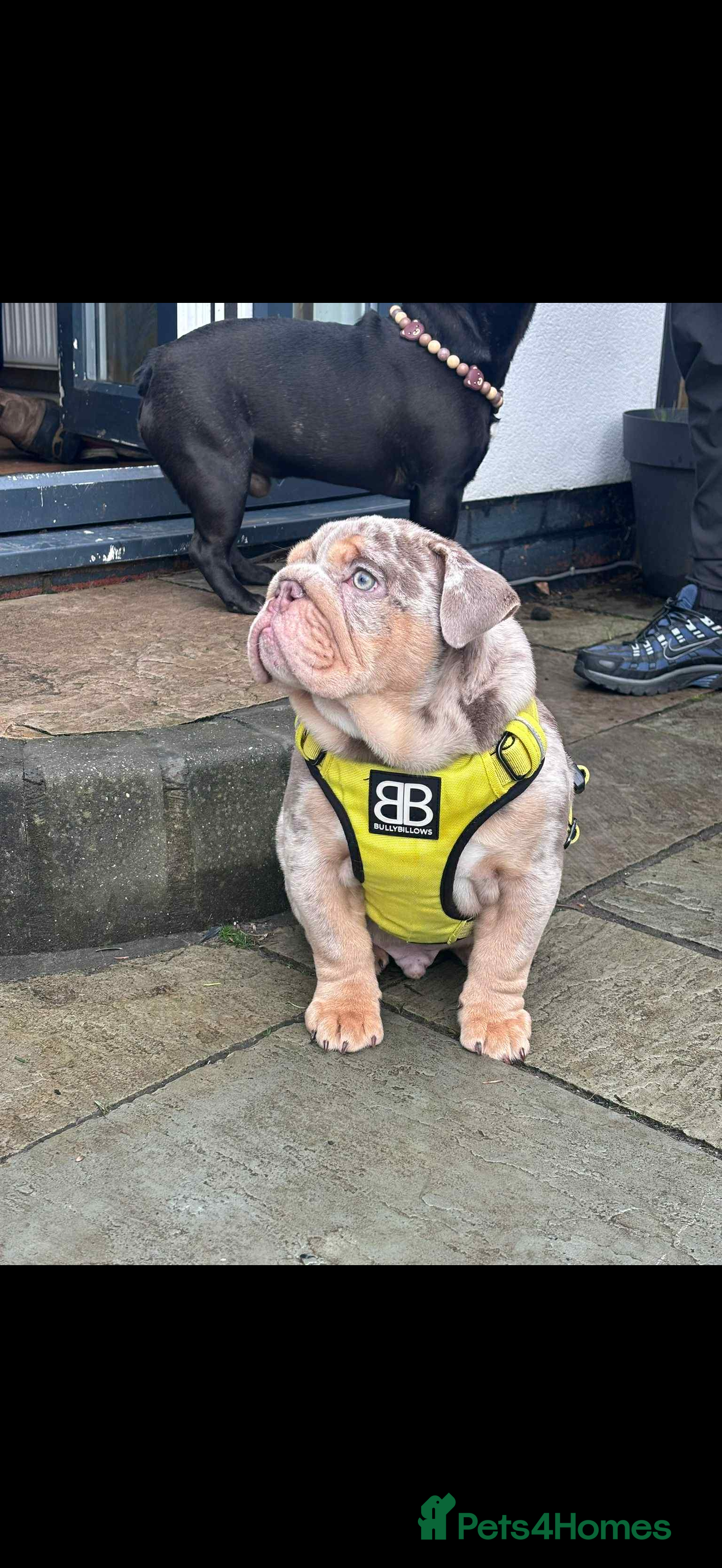 English Bulldog dogs 16 week old English bulldog 💙 - Advert 16