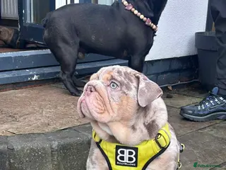 English Bulldog dogs 16 week old English bulldog 💙 - Advert 16