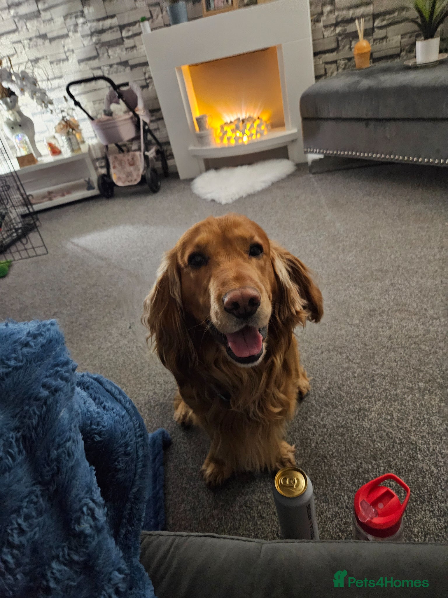 Cocker Spaniel dogs Golden cocker male for stud  - Advert 1