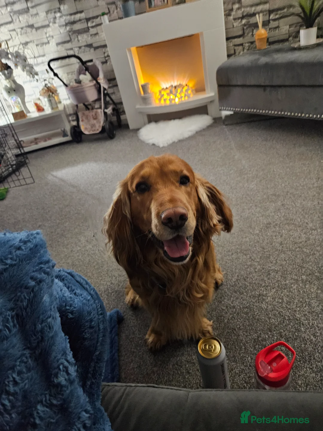 Cocker Spaniel dogs for stud: Golden cocker male for stud  in Sheffield - Advert 1