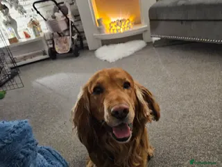 Cocker Spaniel dogs Golden cocker male for stud - Advert 2