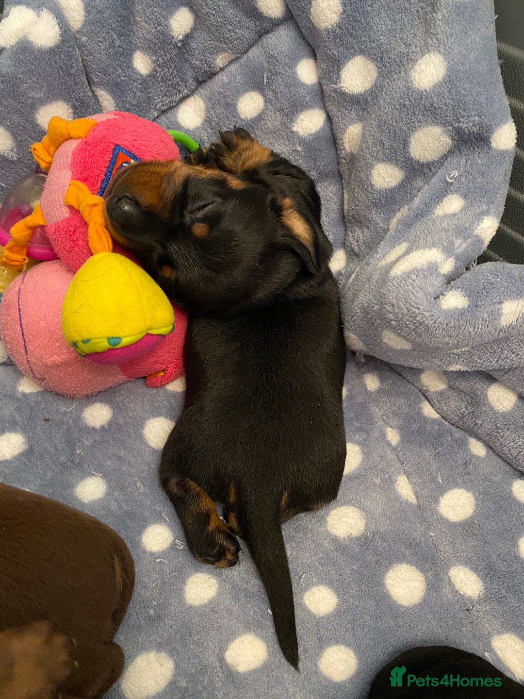 Miniature Dachshund dogs for sale: TRUE MINIATURE DACHSHUND PUPPIES  - Image 6
