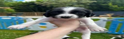 Sprocker dogs for sale: F2 Sprocker Puppies - Growing beautifully 🤎🖤🐾  - Advert 16