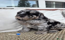 Labradoodle dogs for sale: 7 labradoodle puppies for sale - Image 3