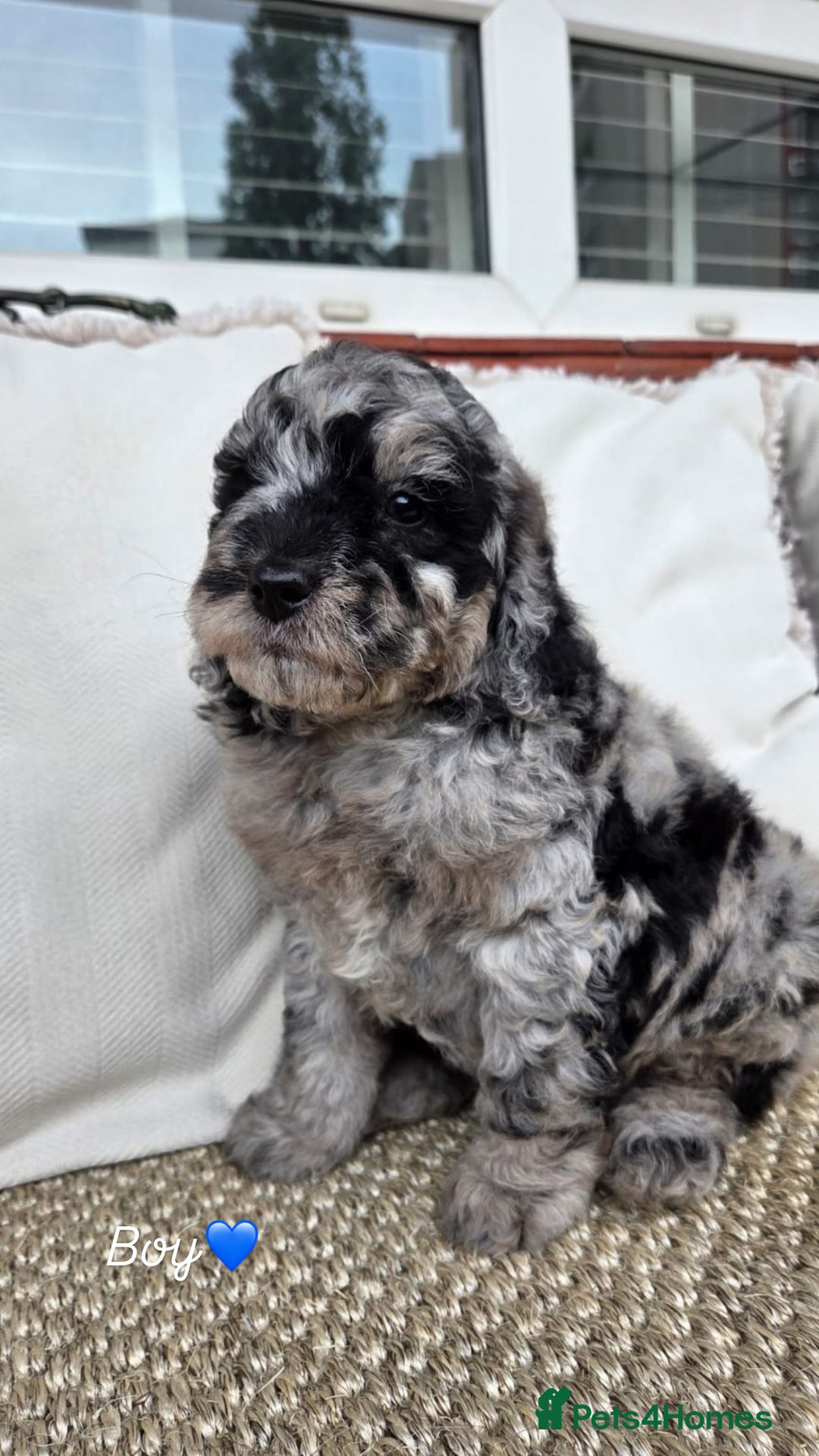 Labradoodle dogs for sale: 7 labradoodle puppies for sale - Image 3