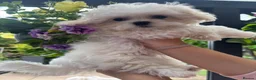 Maltese dogs for sale: 😍Tiny pedigree Maltese puppies🥰  - Advert 7