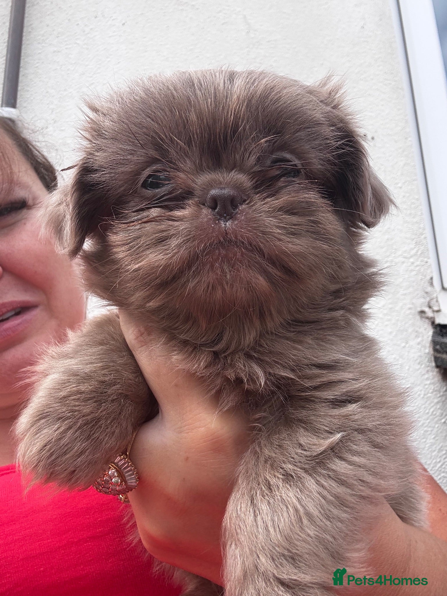 Shih Tzu dogs Imperial Shih Tzu  - Advert 11