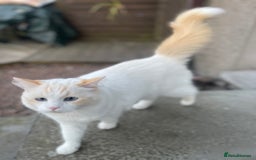Ragdoll cats for sale: VERY RARE CREAM FLARE BICOLOUR RAGDOLL KITTEN - Image 17