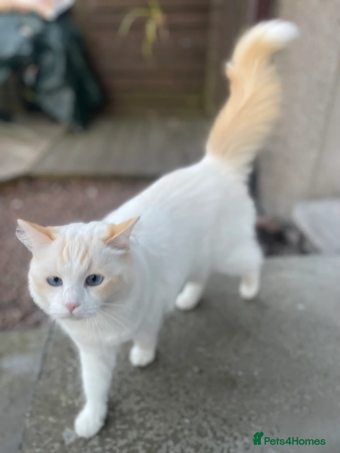 Ragdoll cats for sale: VERY RARE CREAM FLARE BICOLOUR RAGDOLL KITTEN - Advert 17