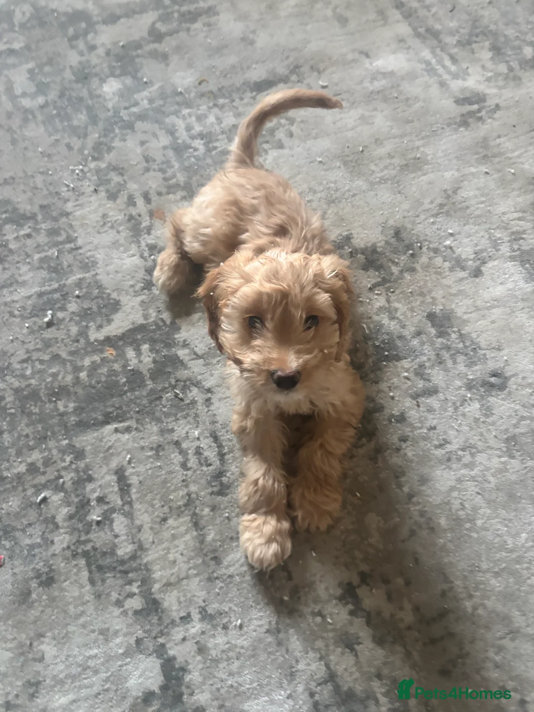 Cockapoo dogs for sale: F1 Golden Cockapoo  - Advert 2