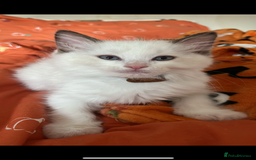 Ragdoll cats for sale:  Last two pure Ragdolls ready now reduced price - Image 8
