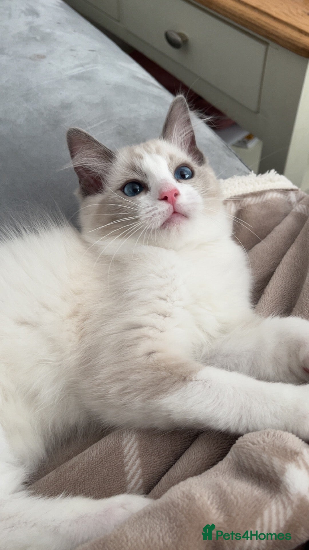 Ragdoll cats Two Beautiful bi colour Ragdolls need rehome - Advert 2